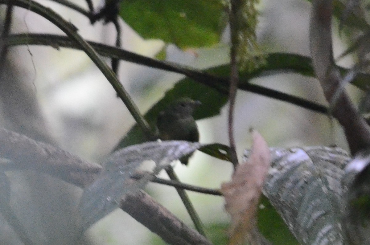 Green Manakin - ML149874351