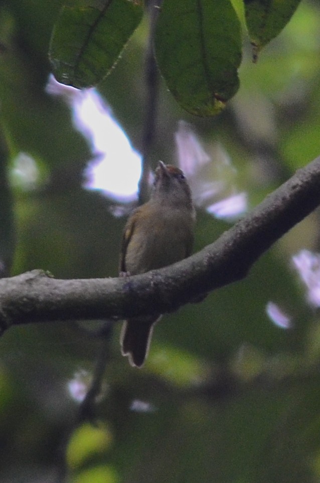 Tawny-crowned Greenlet (Tawny-crowned) - Nikolaj Mølgaard Thomsen