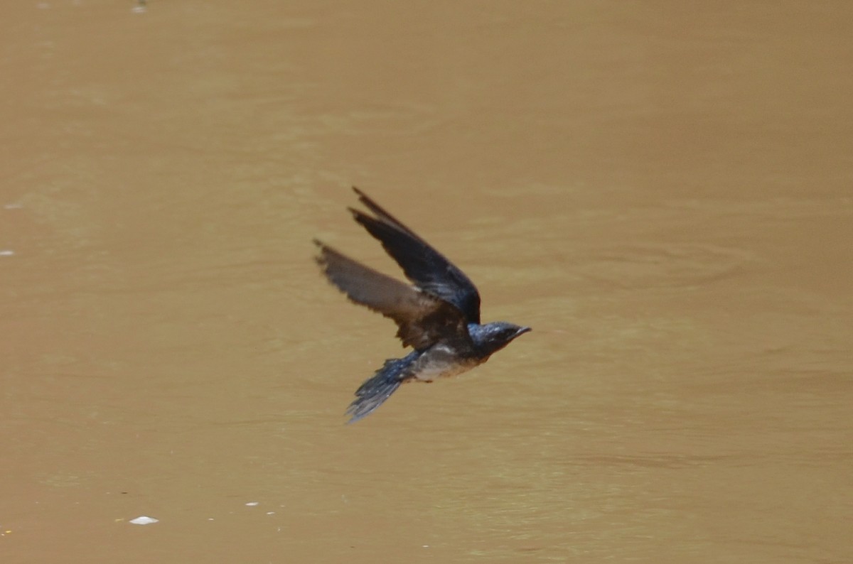 Gray-breasted Martin - ML149874731