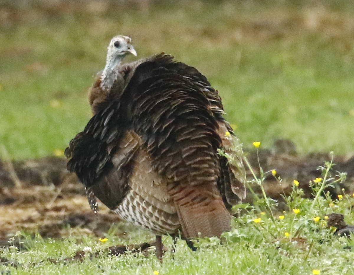 Wild Turkey - ML149877551