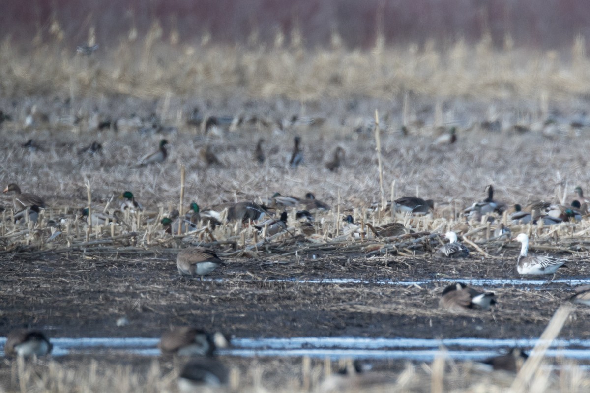 Greater White-fronted Goose - ML149877931