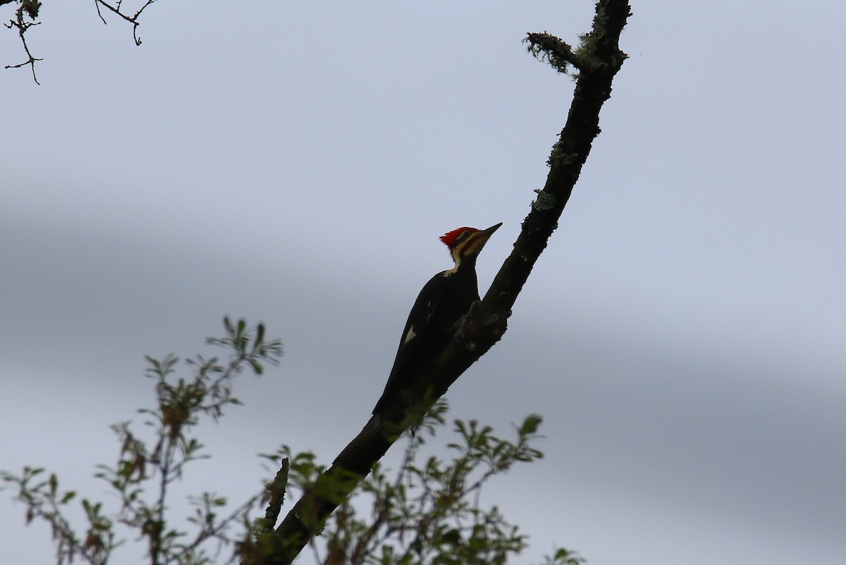 Pileated Woodpecker - ML149878551