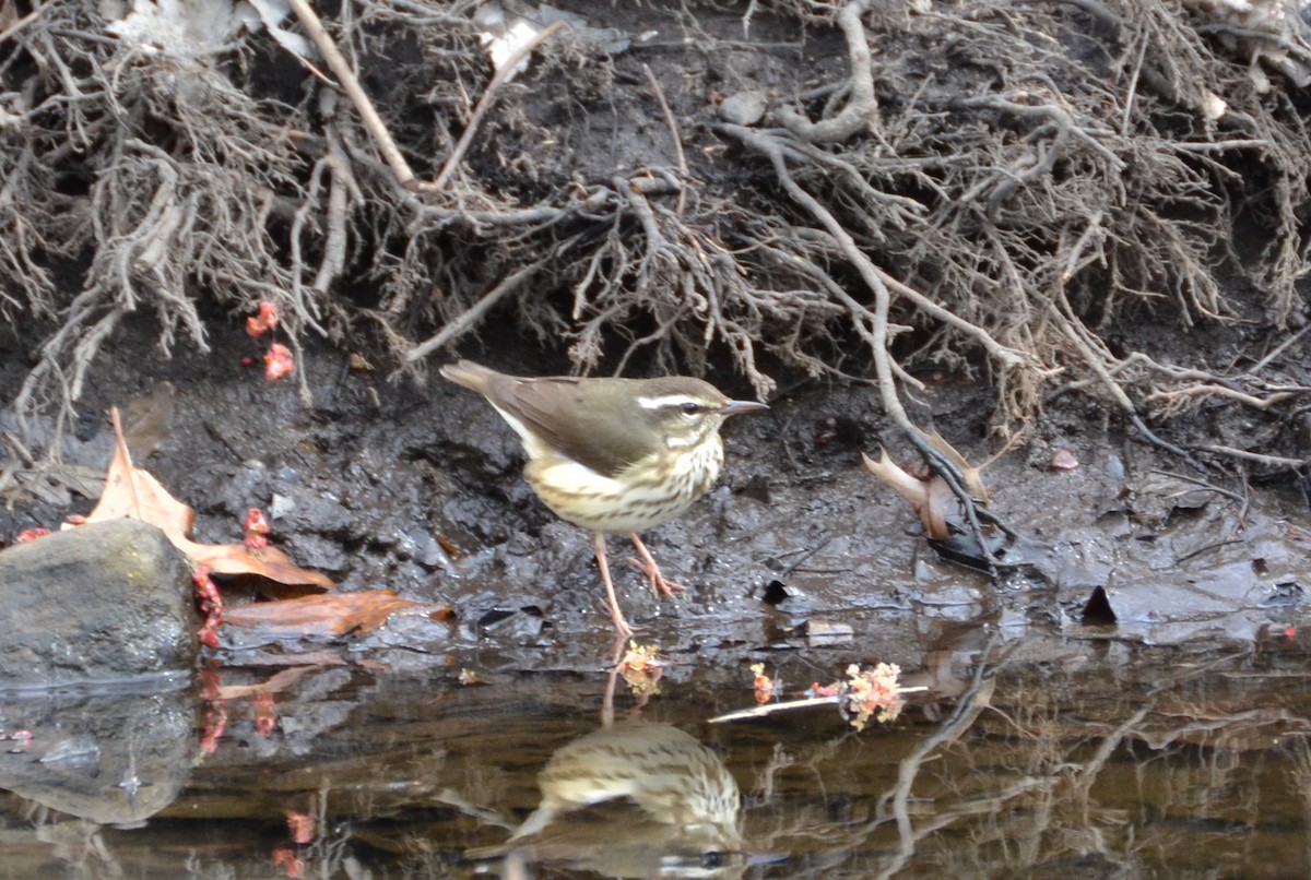 Louisiana Waterthrush - ML149879511