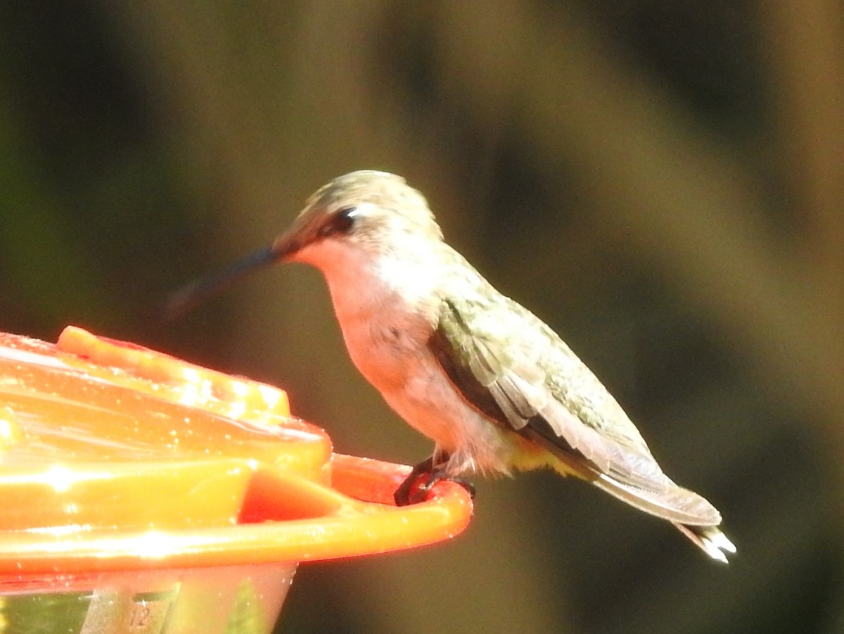 Ruby-throated Hummingbird - ML149879731