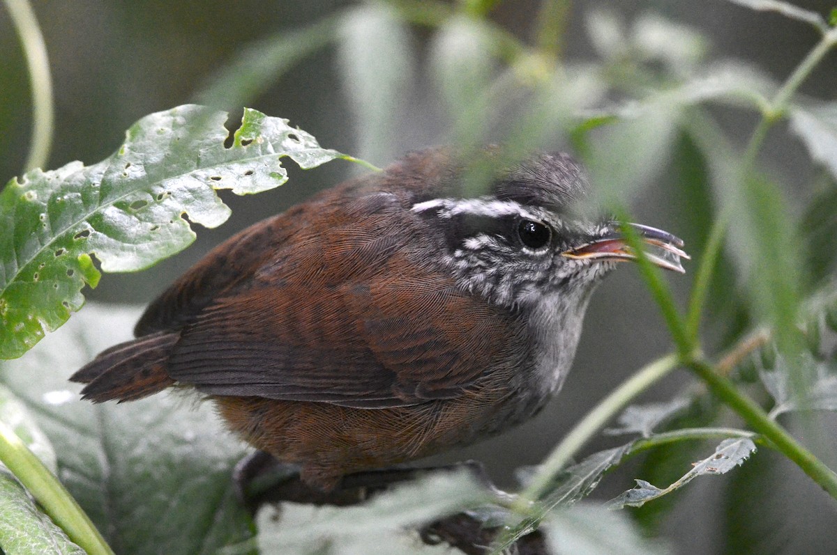 Hermit Wood-Wren - Nikolaj Mølgaard Thomsen