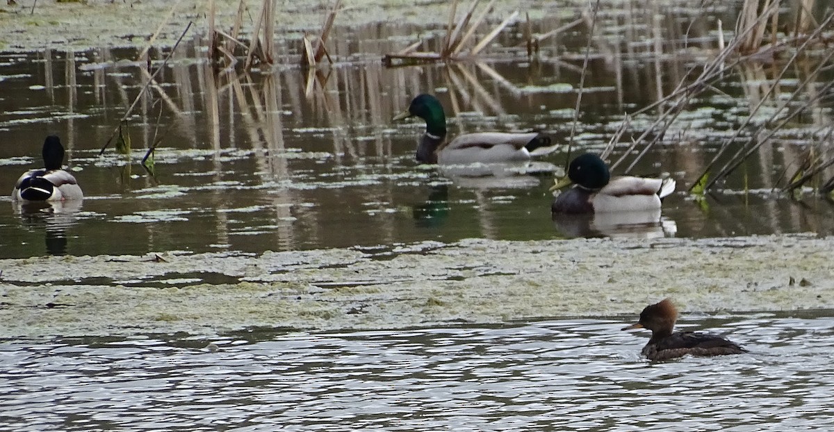 Hooded Merganser - ML149880841