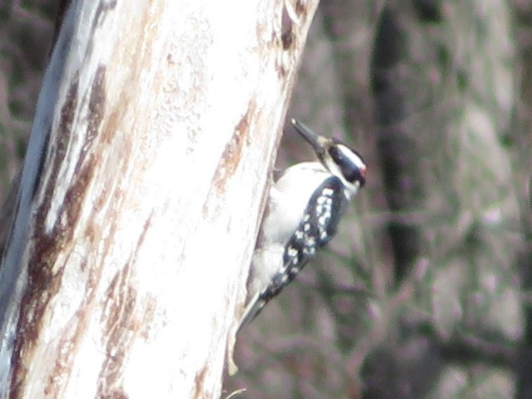 Hairy Woodpecker - Pat Sterbling
