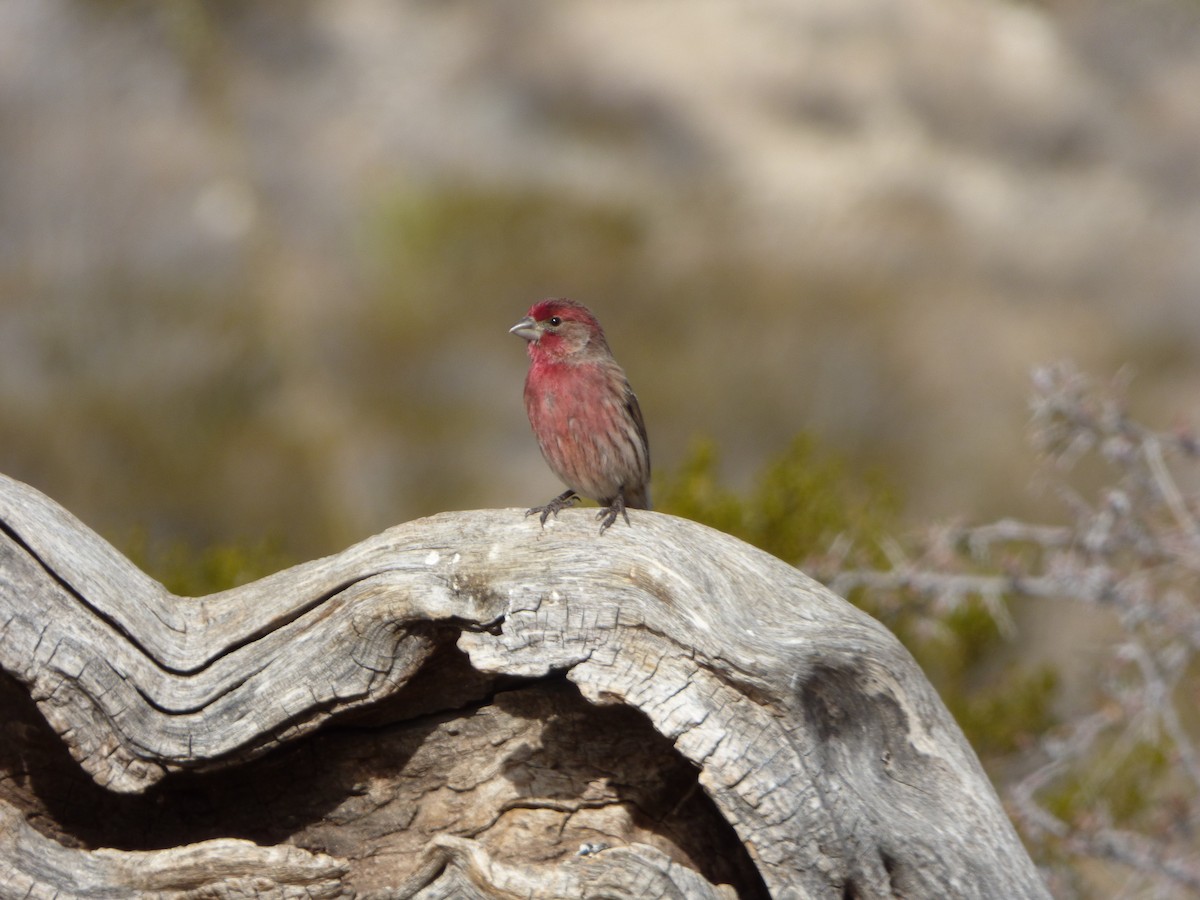 House Finch - Fred Collins