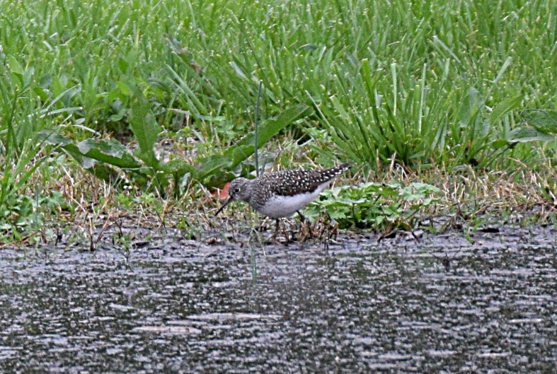 Solitary Sandpiper - Hugh Barger