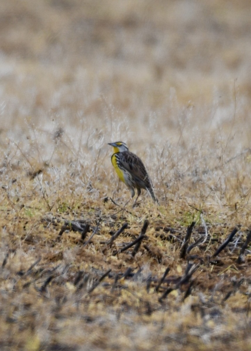 Eastern Meadowlark - ML149887781