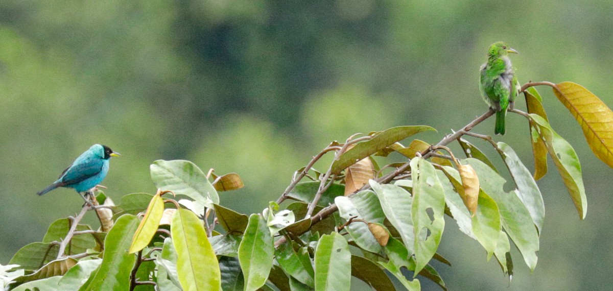 Green Honeycreeper - ML149889321