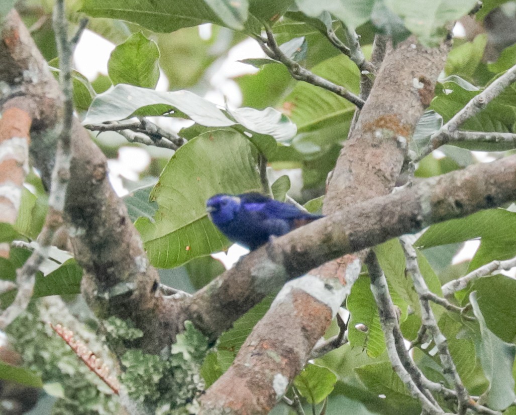 Opal-rumped Tanager - ML149889521