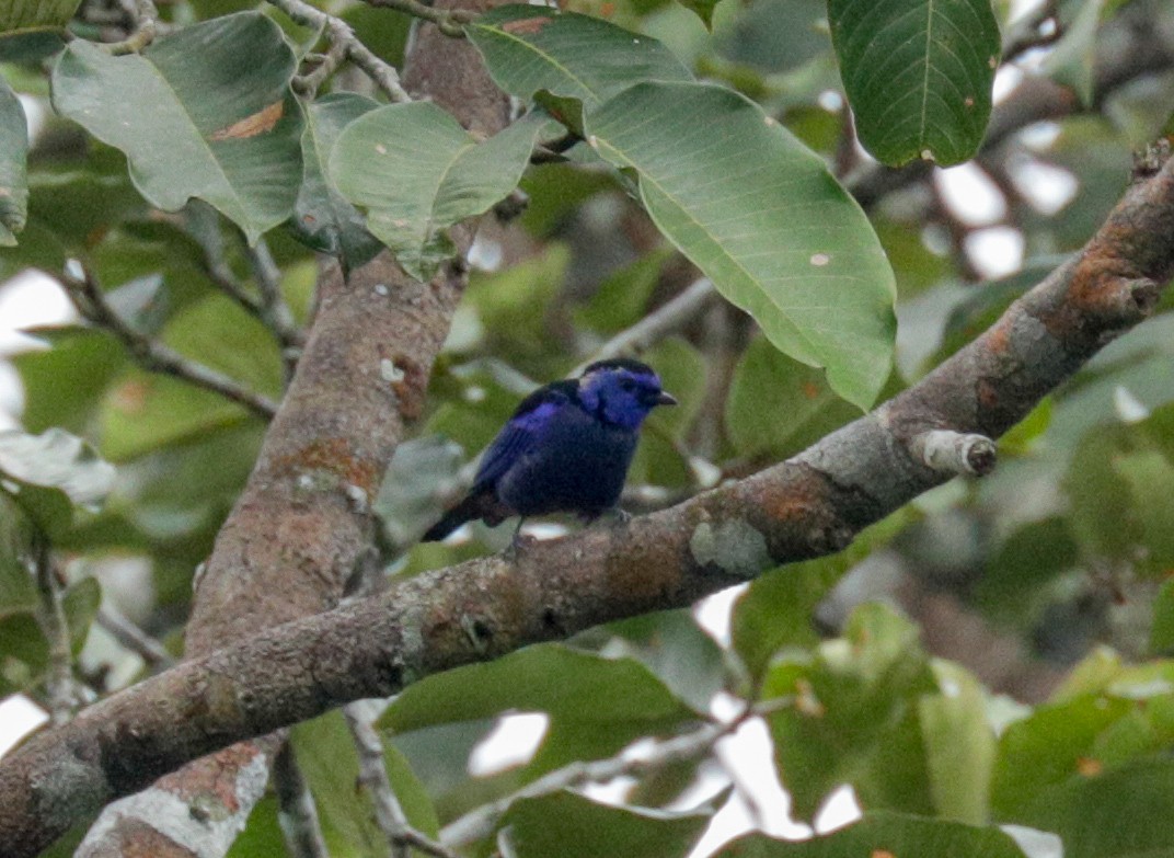 Opal-rumped Tanager - ML149889551