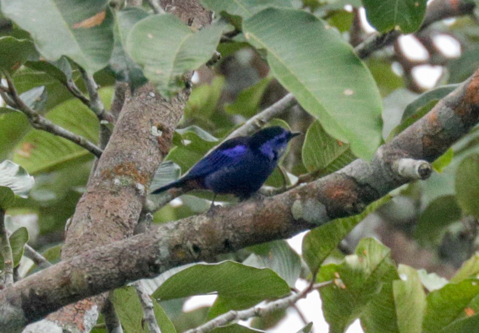 Opal-rumped Tanager - ML149889591