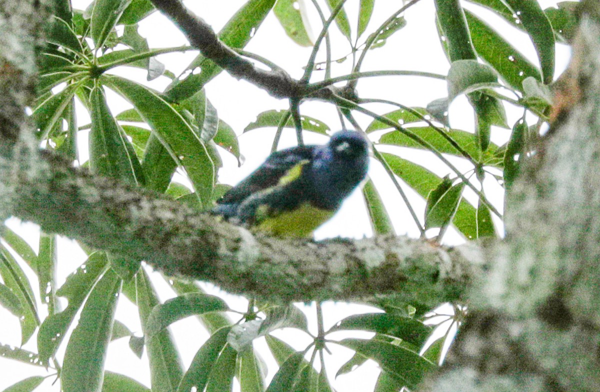 Turquoise Tanager - ML149889911