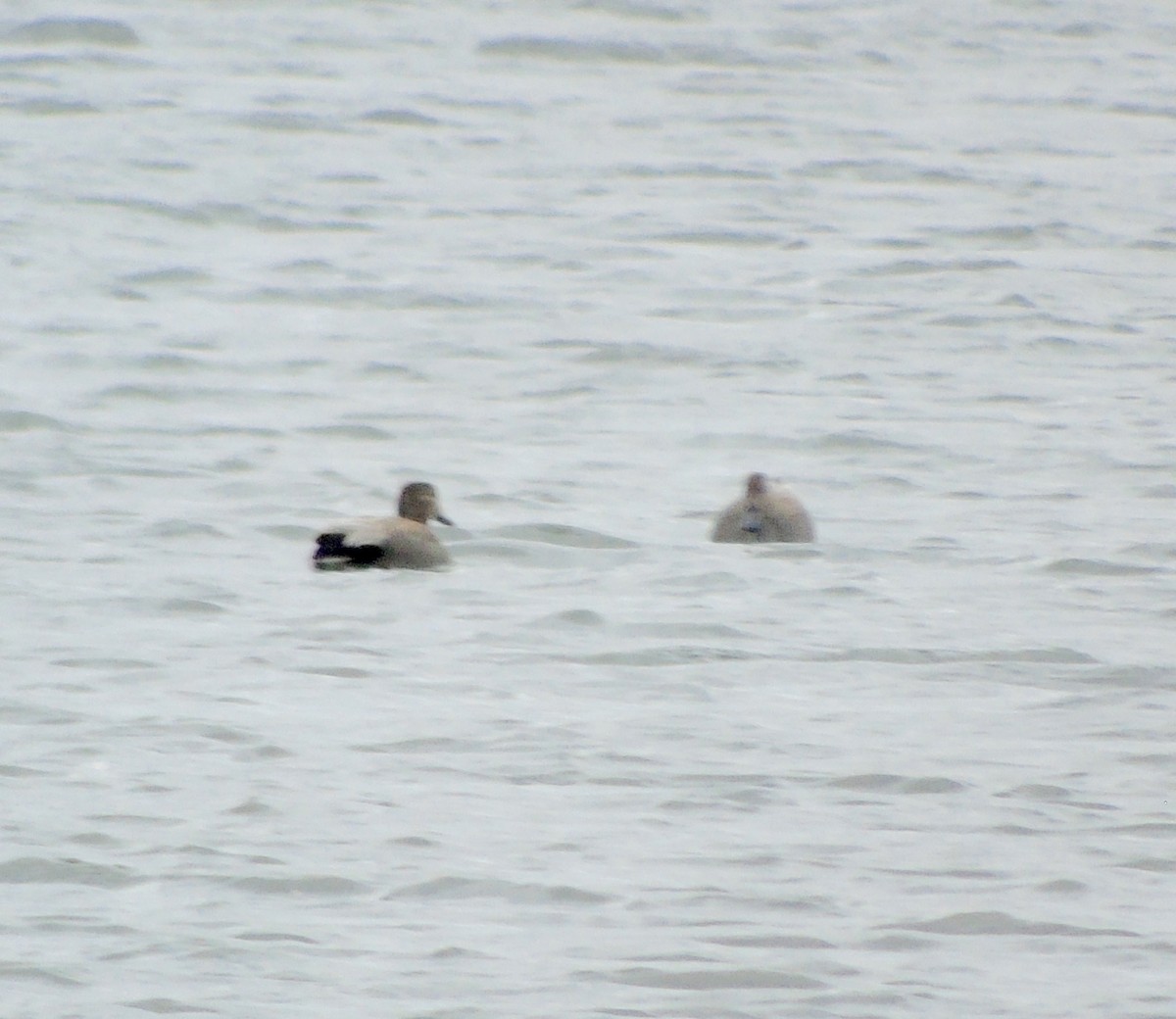 Gadwall - Randy Husson