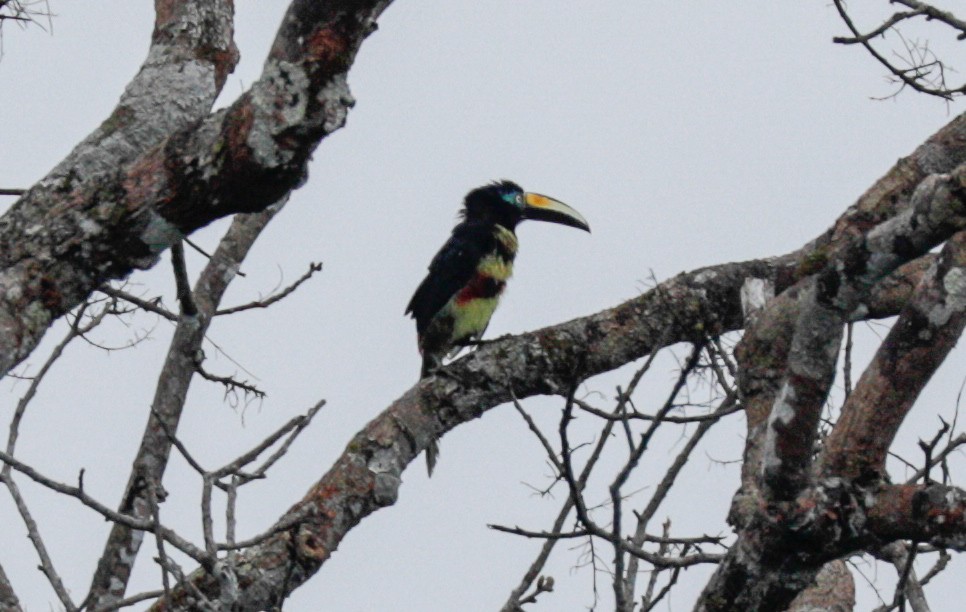 Many-banded Aracari - ML149891091