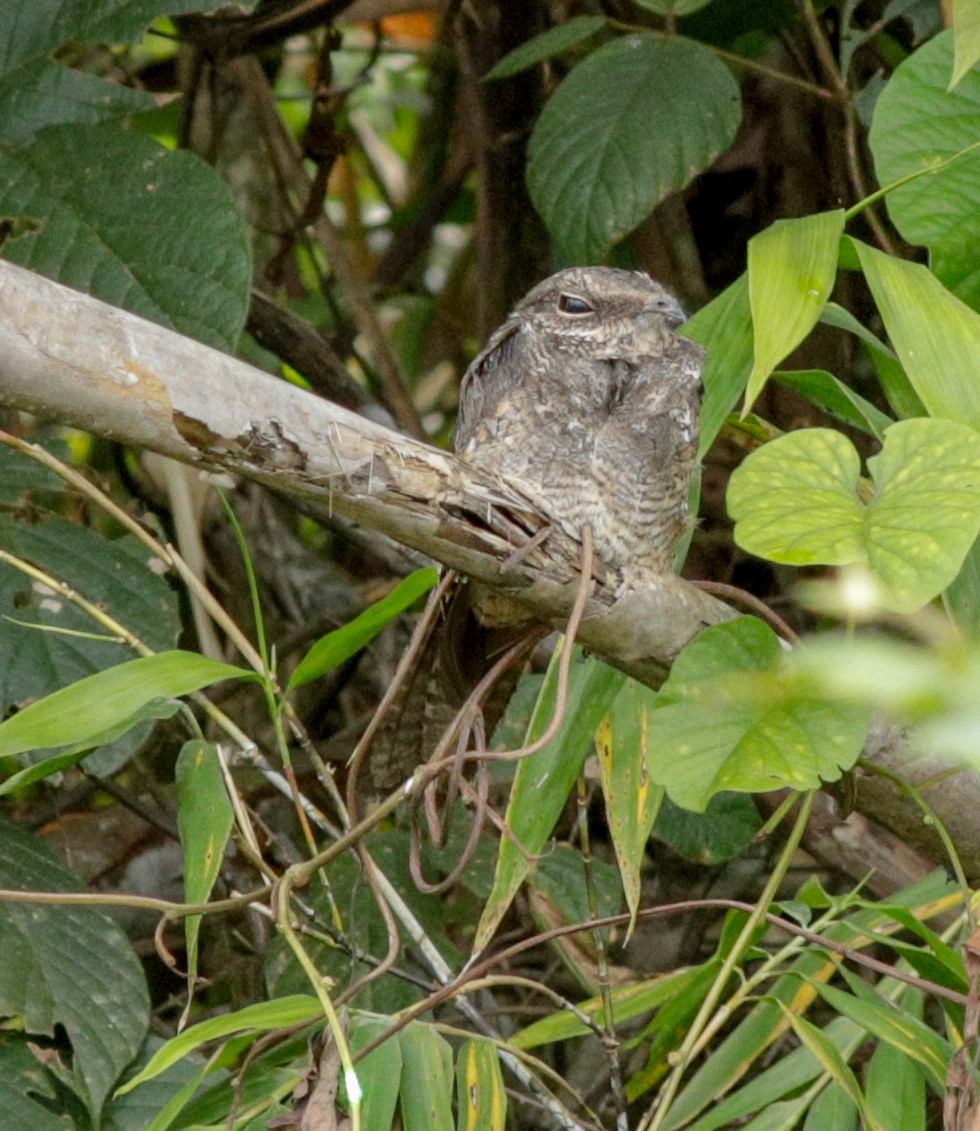 Ladder-tailed Nightjar - ML149892461