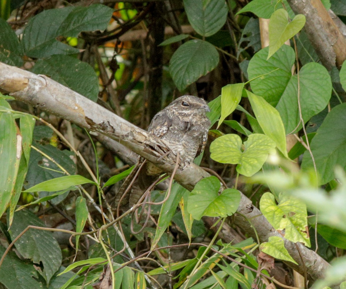 Ladder-tailed Nightjar - ML149892591