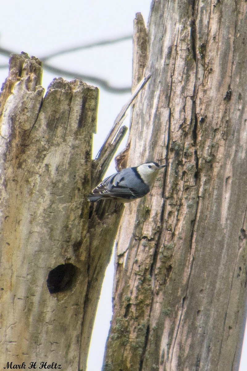 White-breasted Nuthatch - Mark  Holtz