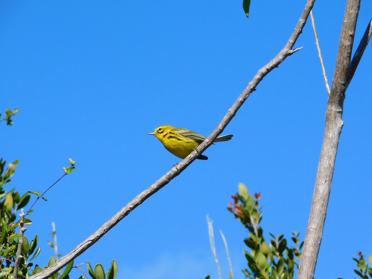 Prairie Warbler - Devin Johnstone