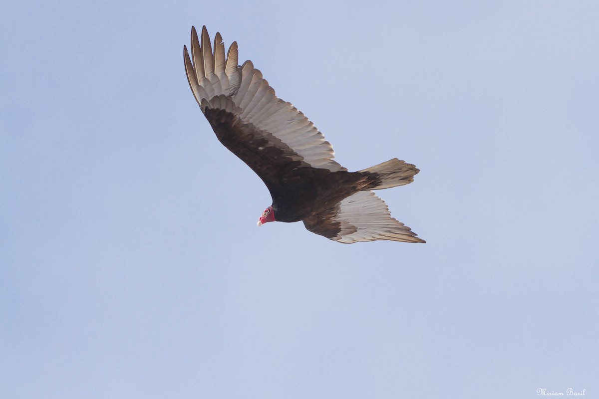 Turkey Vulture - ML149895031