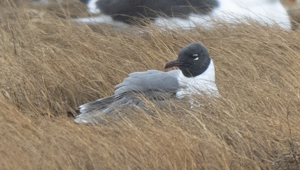 Laughing Gull - Leo McKillop