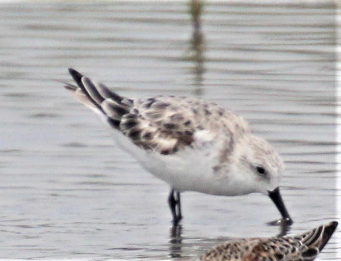 Bécasseau sanderling - ML149896861