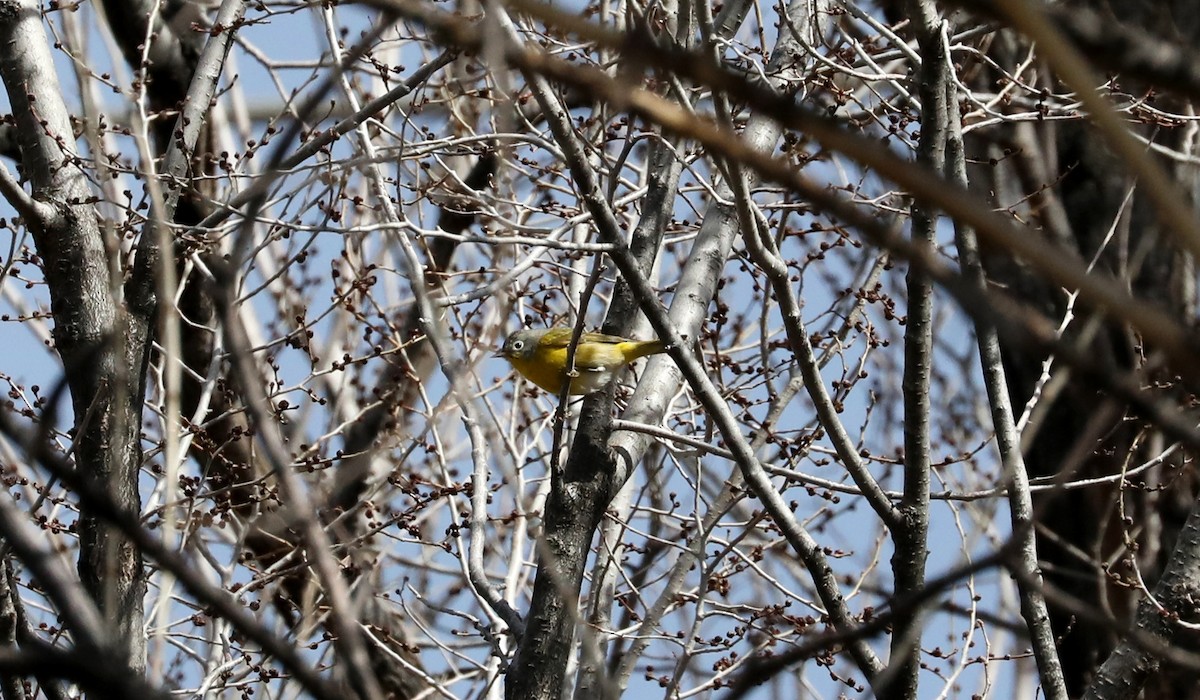 Nashville Warbler - ML149896971