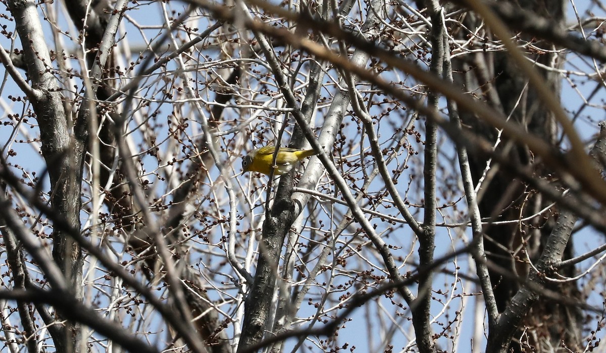 Nashville Warbler - ML149896991