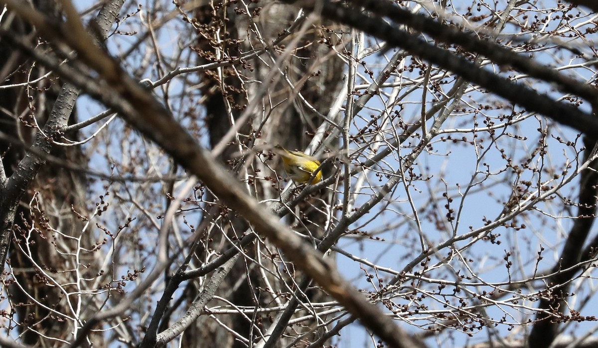 Nashville Warbler - ML149897011