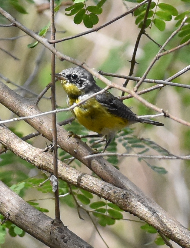 Magnolia Warbler - ML149897331