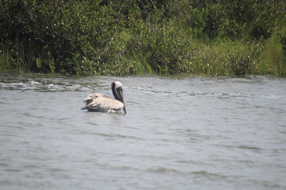 Brown Pelican - ML149904561