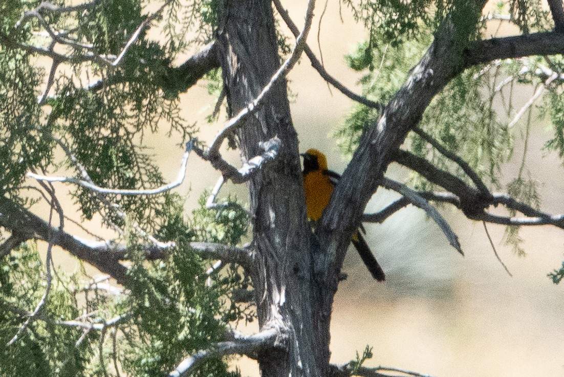 Hooded Oriole - ML149904971