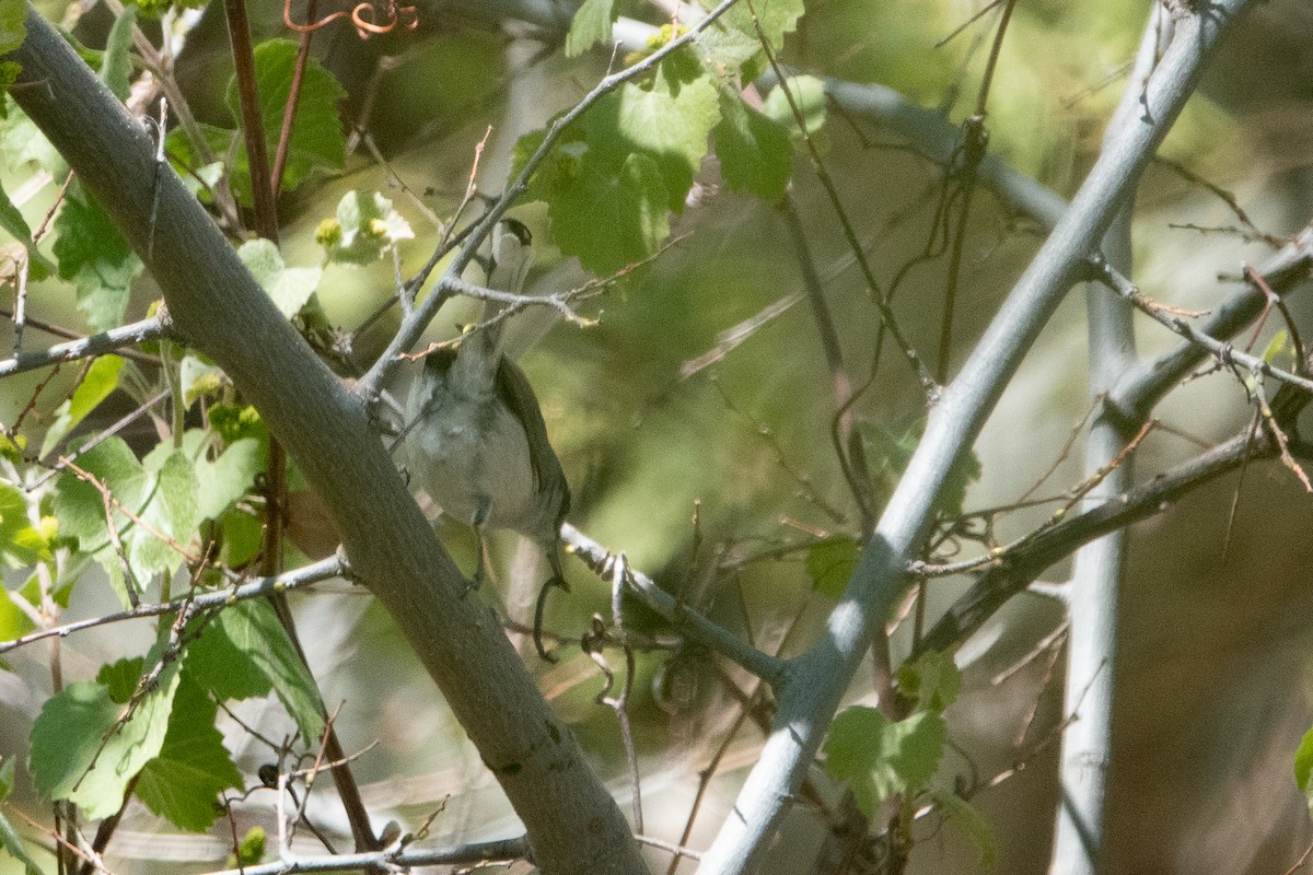 Black-capped Gnatcatcher - ML149905121