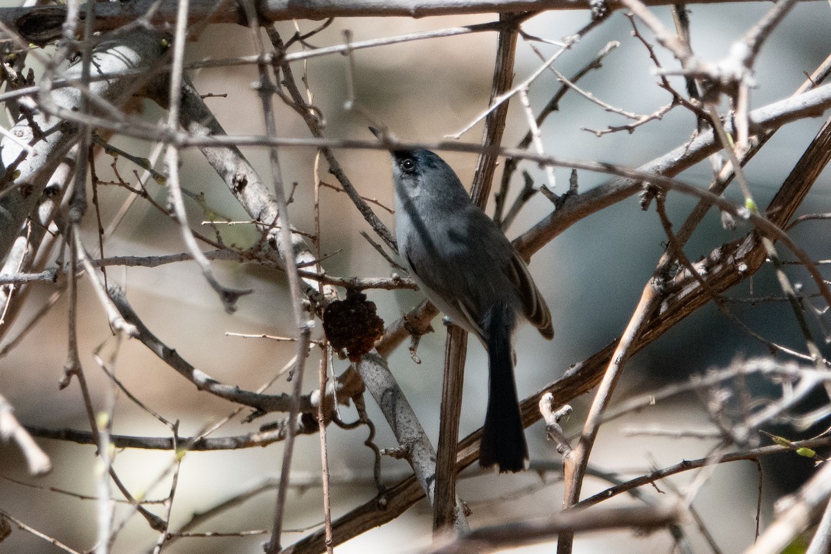 Black-capped Gnatcatcher - ML149905141