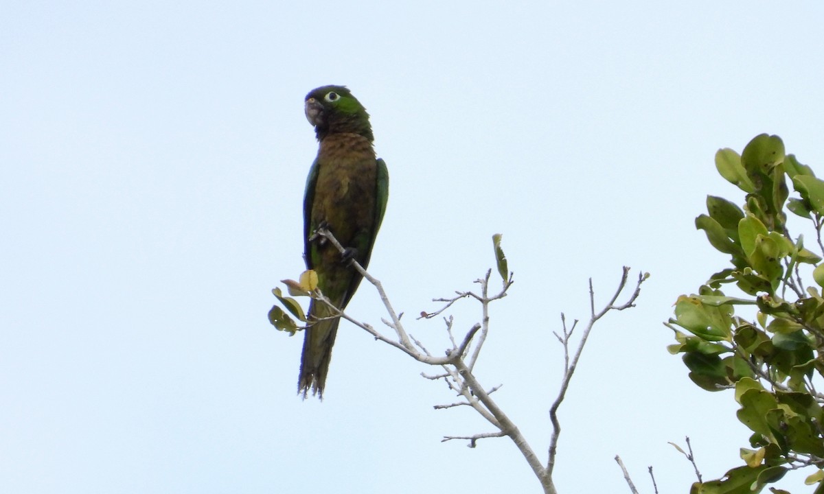 Olive-throated Parakeet - ML149906081