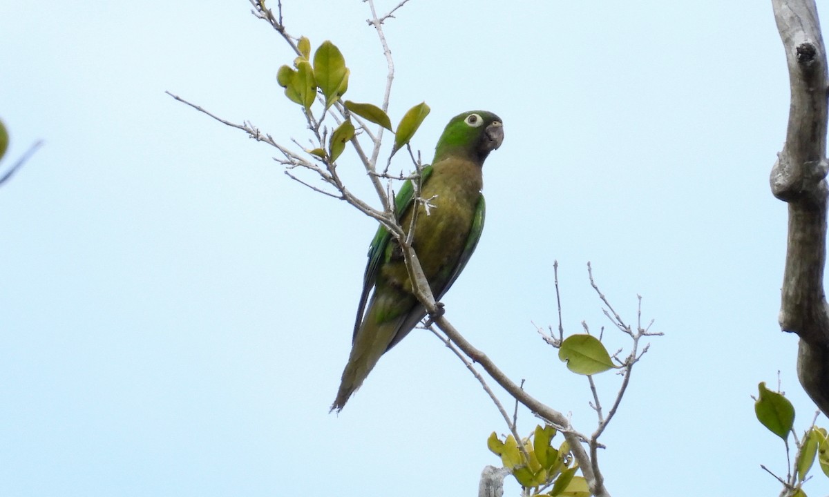Olive-throated Parakeet - ML149906251