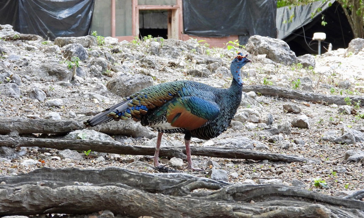 Ocellated Turkey - ML149906551