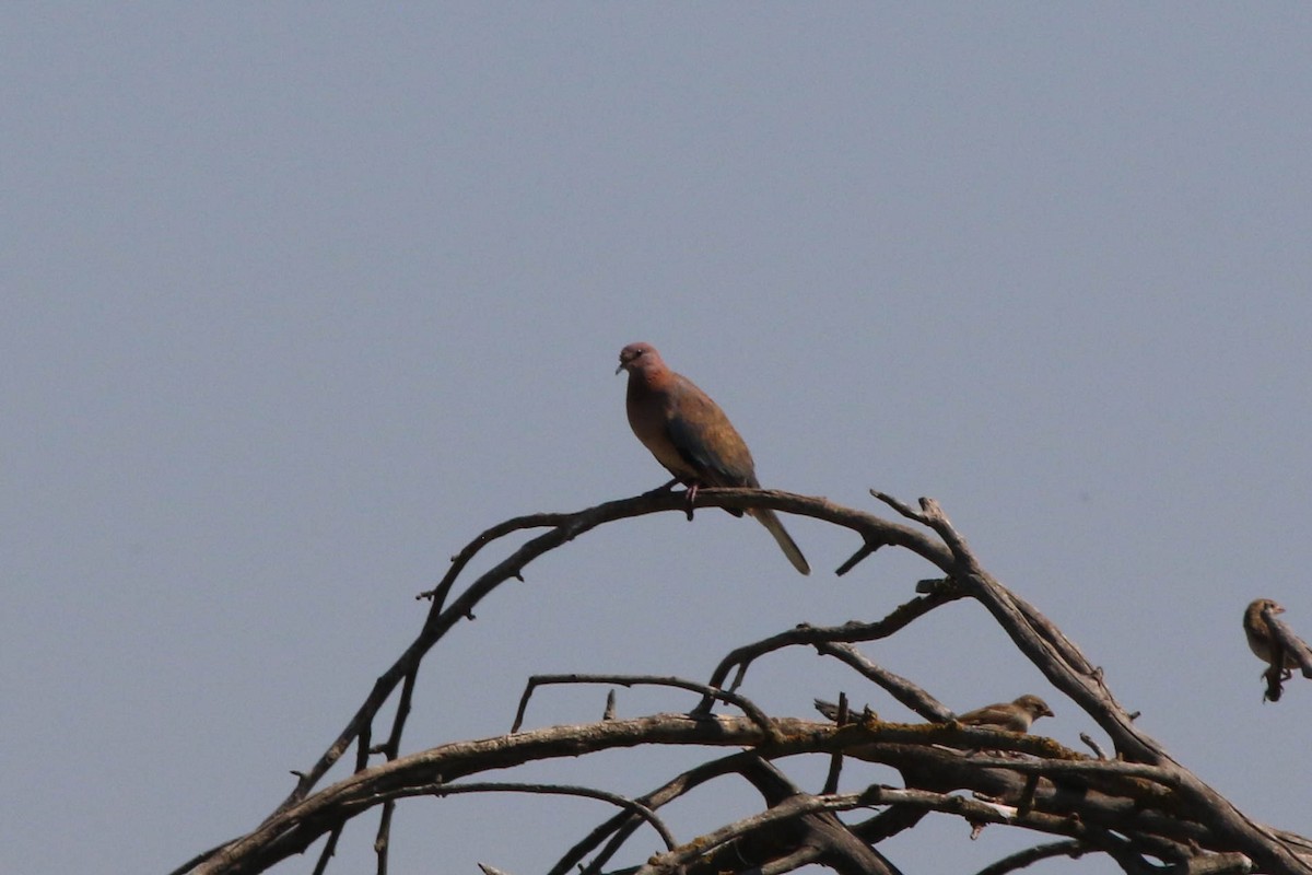 Tórtola Senegalesa - ML149908961