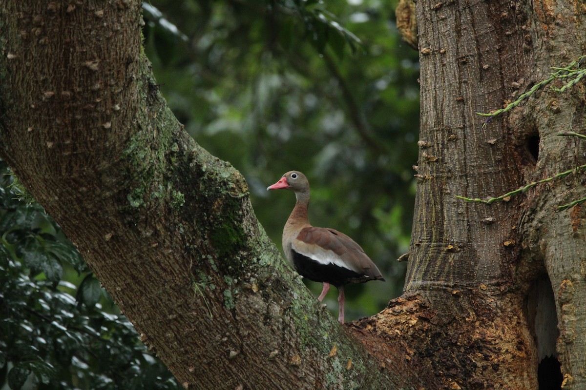 Dendrocygne à ventre noir - ML149909451