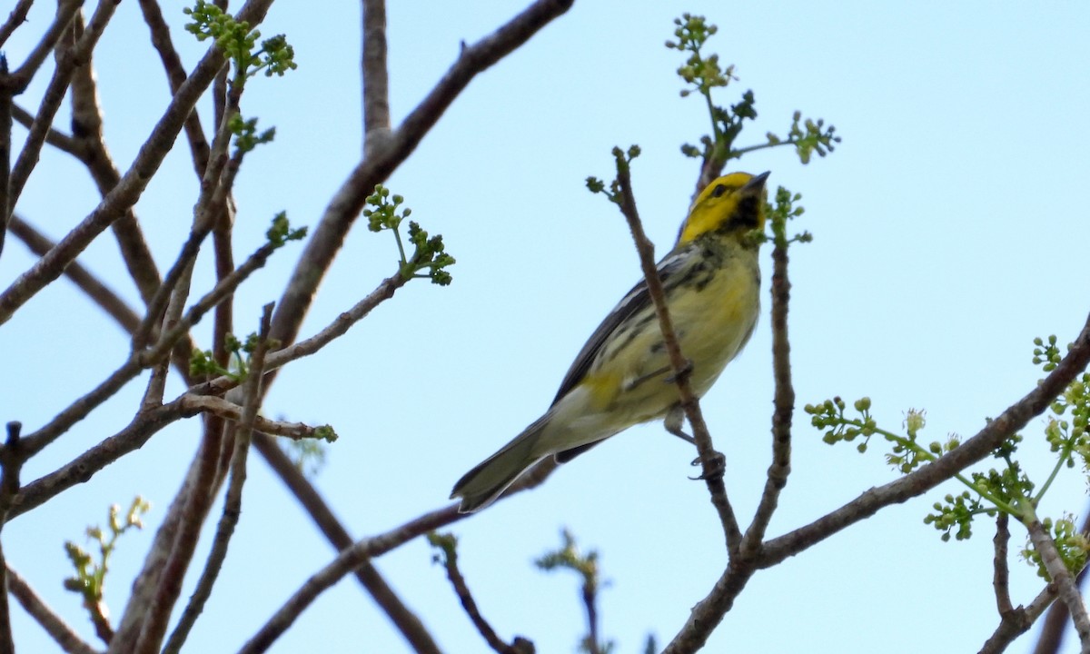 Black-throated Green Warbler - ML149909681