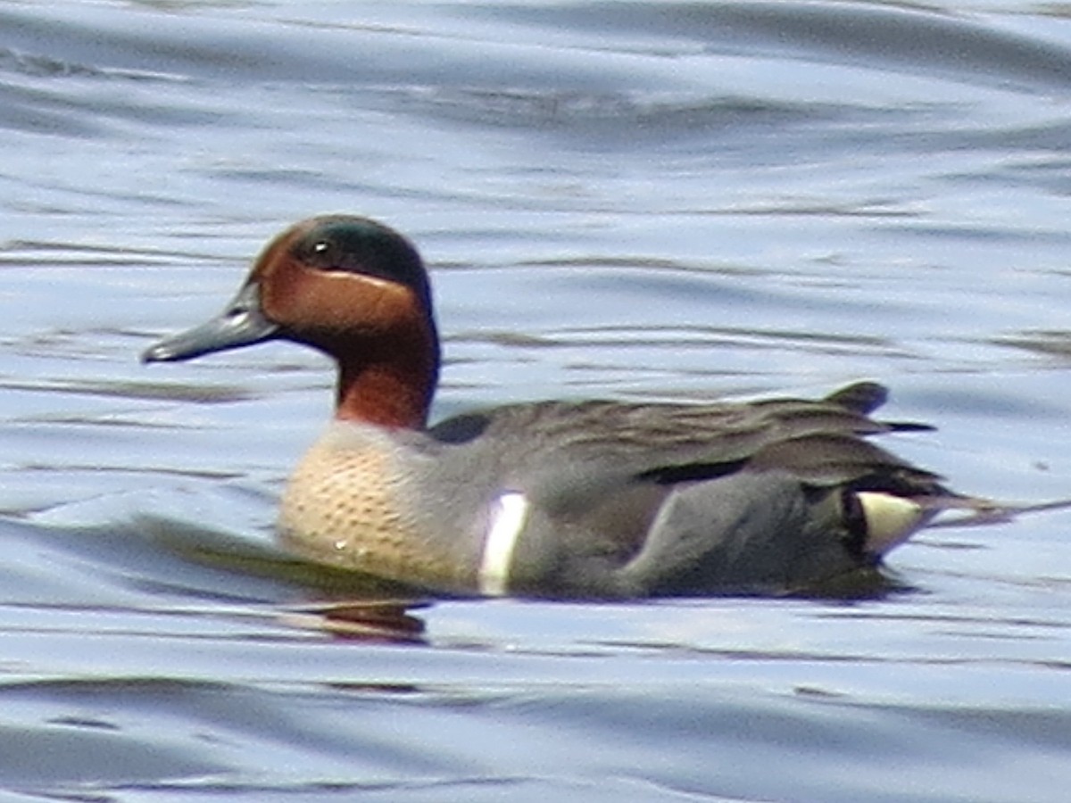 Green-winged Teal - ML149909711