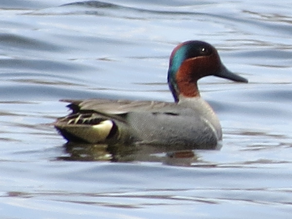 Green-winged Teal - ML149909741