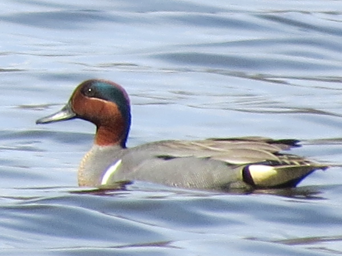 Green-winged Teal - ML149909791