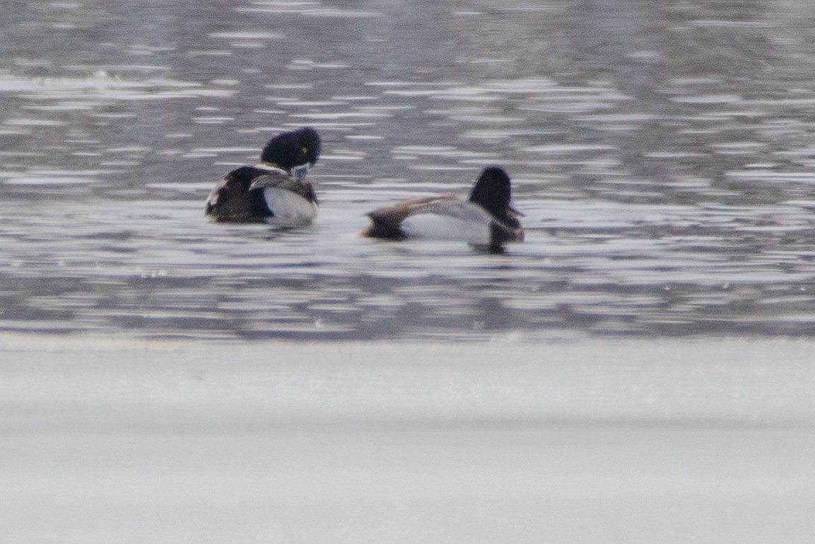 Greater/Lesser Scaup - ML149910951