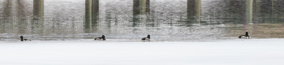 Ring-necked Duck - Jeff Hullstrung