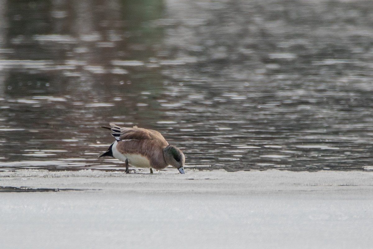 Canard d'Amérique - ML149911081