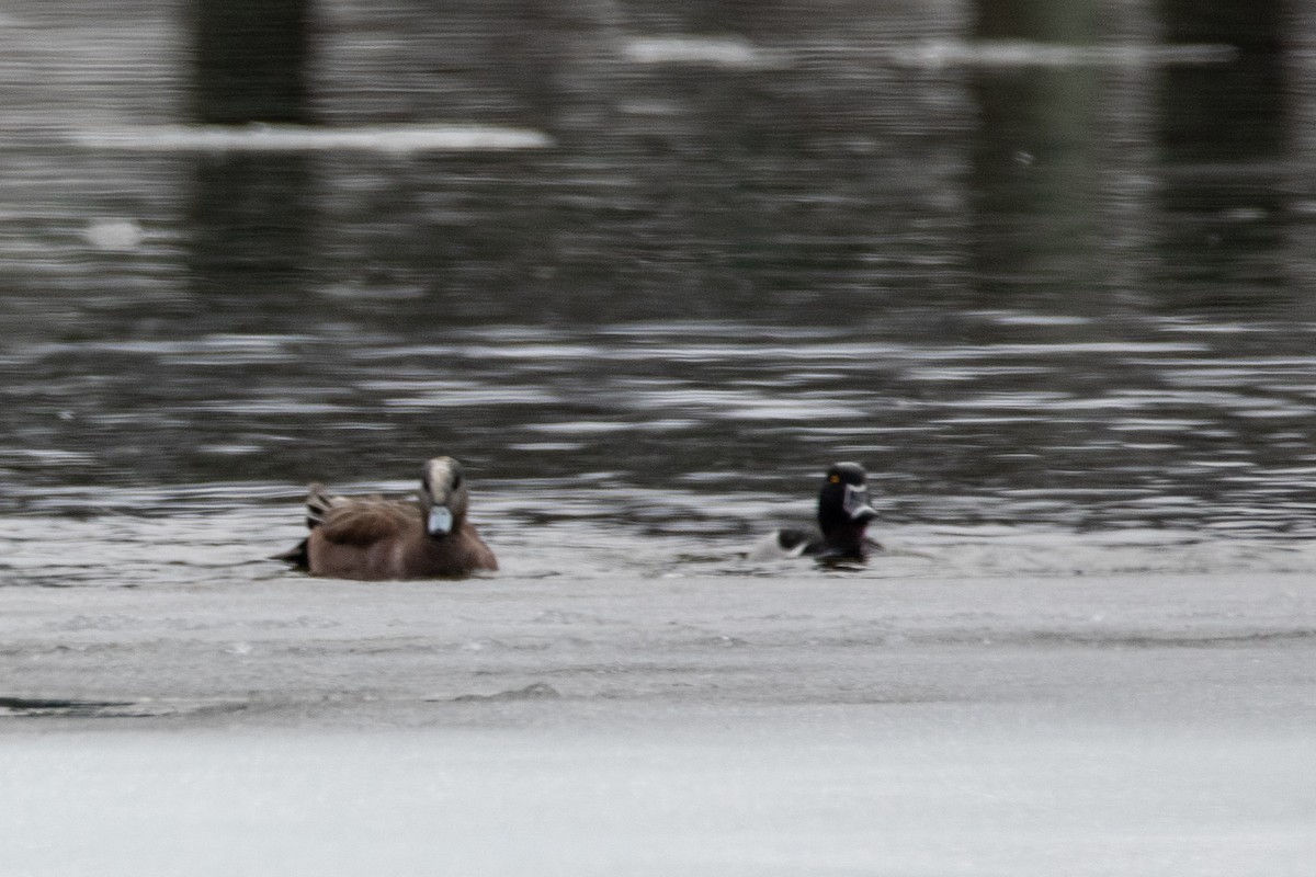 Canard d'Amérique - ML149911091