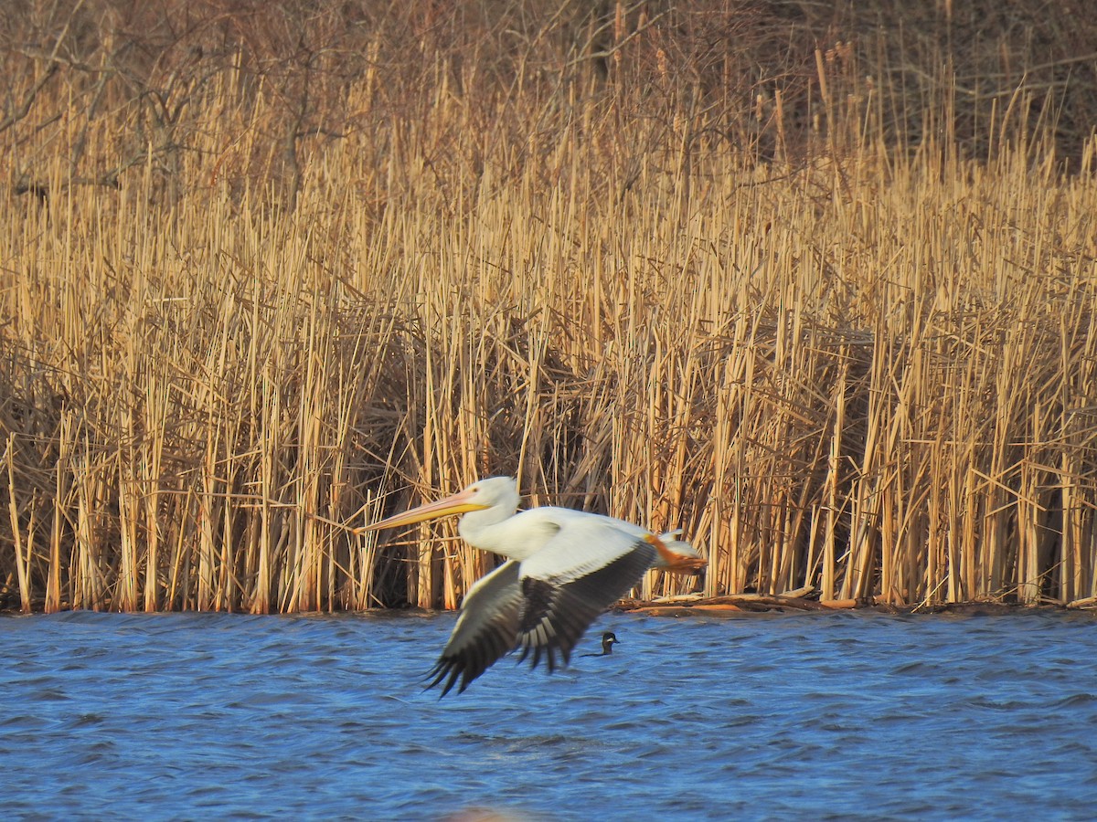 American White Pelican - ML149911671